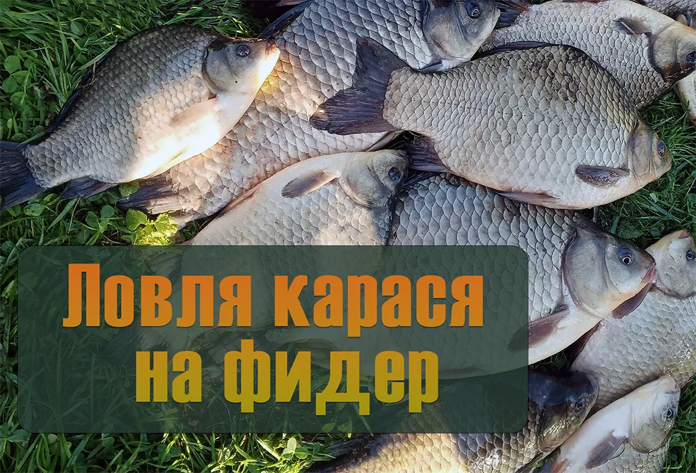 Секреты ловли карася на фидер: тактика, насадки и работа с капризным клевом 2 Ловля карася на фидер