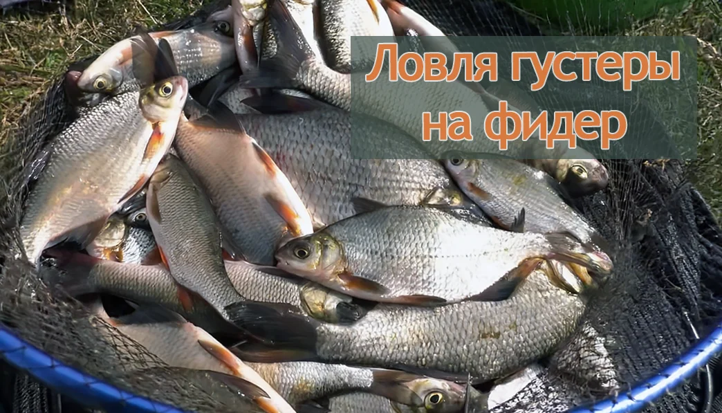 Результат ловли густеры на фидер: улов в садке Свежий улов густеры в рыболовном садке: много серебристой рыбы с красными плавниками, пойманной на фидер