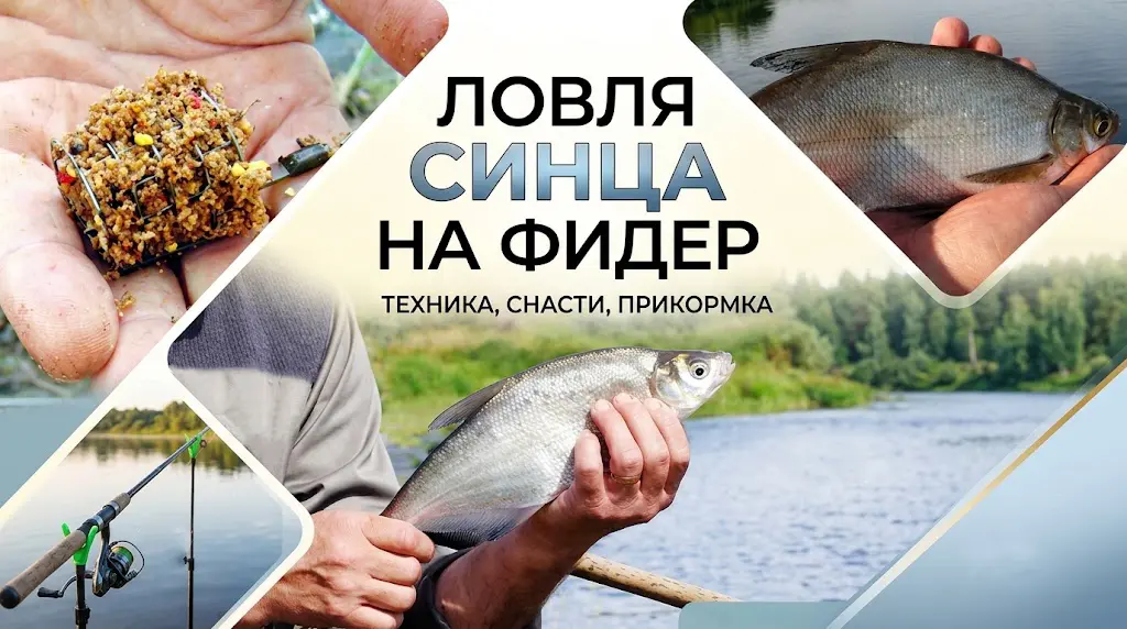Техника ловли синца на фидер – снасти и прикормка Ловля синца на фидер: рыболов с удилищем на берегу, снасть с кормушкой, прикормка в контейнере, водоем и растительность